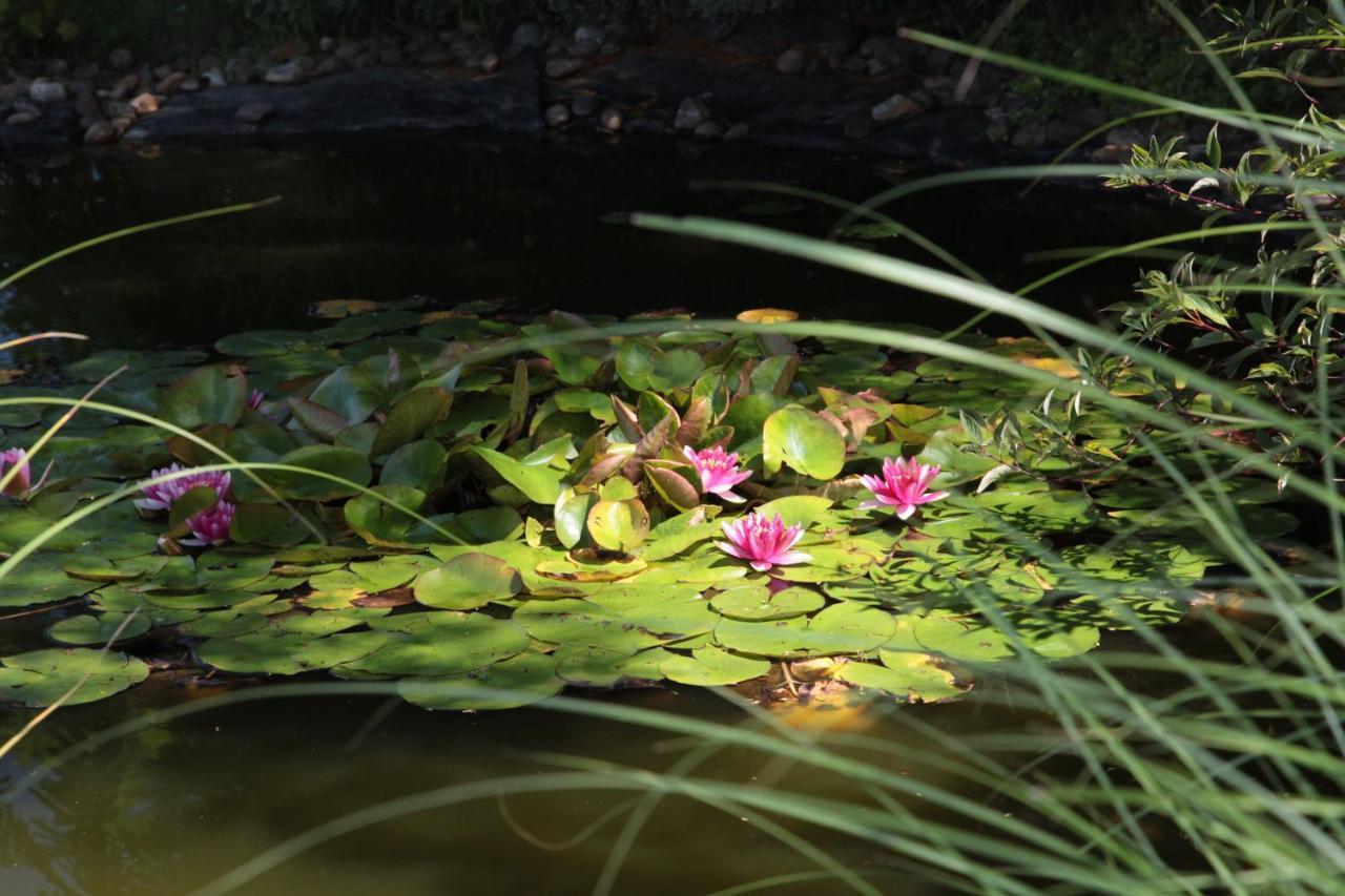 Nagymajor Birding Lodge Tiszacsege Εξωτερικό φωτογραφία